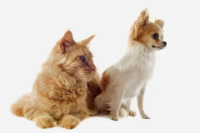 Pet Doctors Flagstaff header