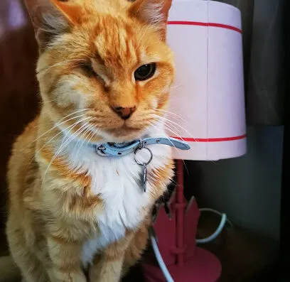 Vetora Cambridge header