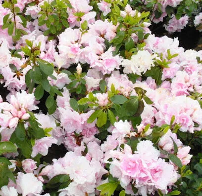 Payless Plants header