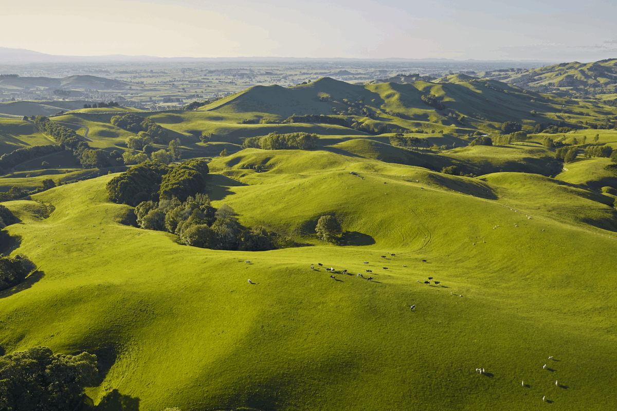 mbs accountants morrinsville